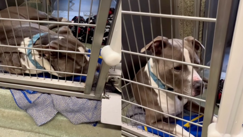 shelter dog kennel human