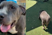 shelter dog kennel outside sun