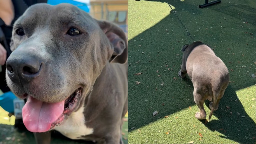 shelter dog kennel outside sun