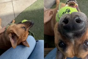 shelter dog kennel