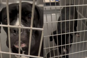 shelter dog rescue plea kennel