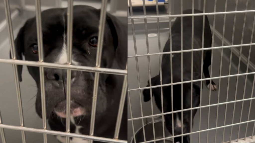 shelter dog rescue plea kennel