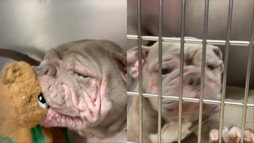 shelter dog smile