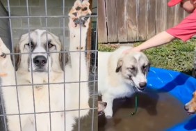 shelter dog video