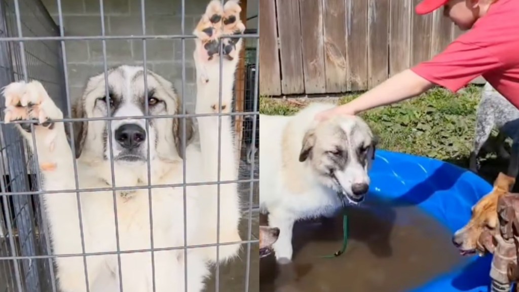 shelter dog video