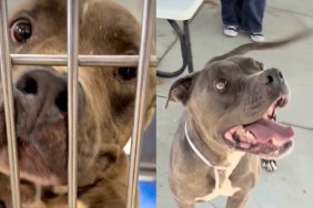shelter dog video