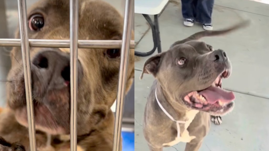 shelter dog video