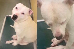 shelter dog video