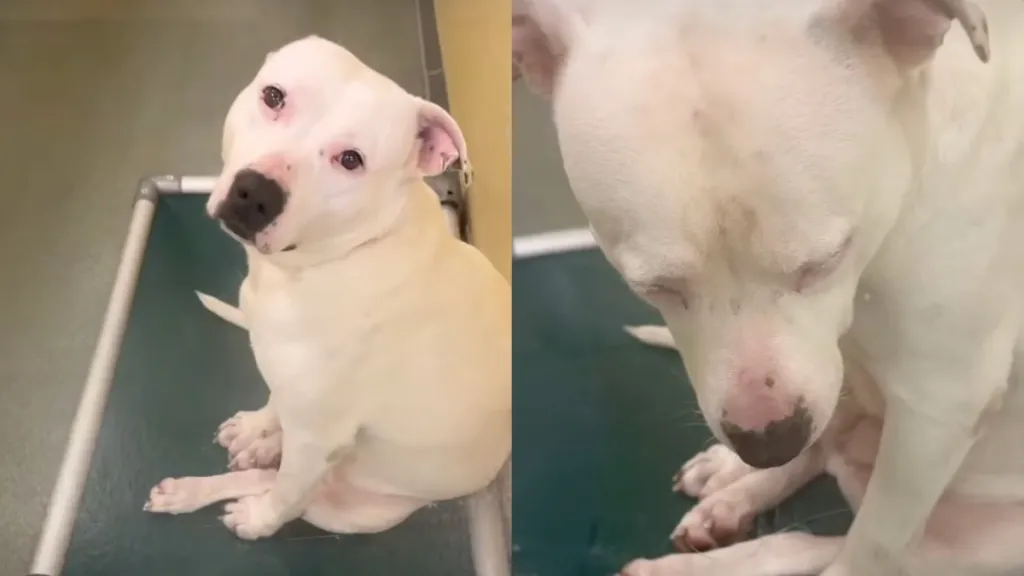 shelter dog video