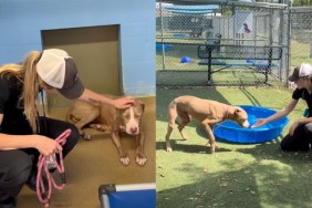 shelter dog video
