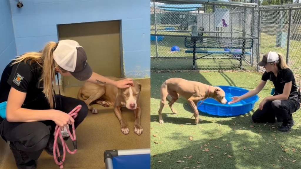 shelter dog video