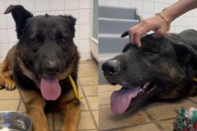 shelter dog video
