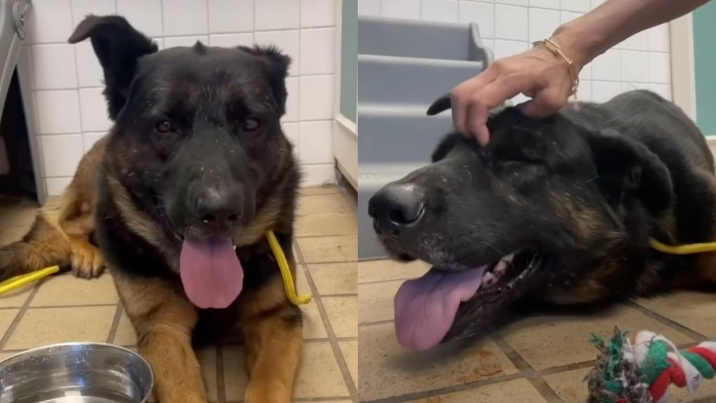 shelter dog video