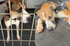 shelter dog video