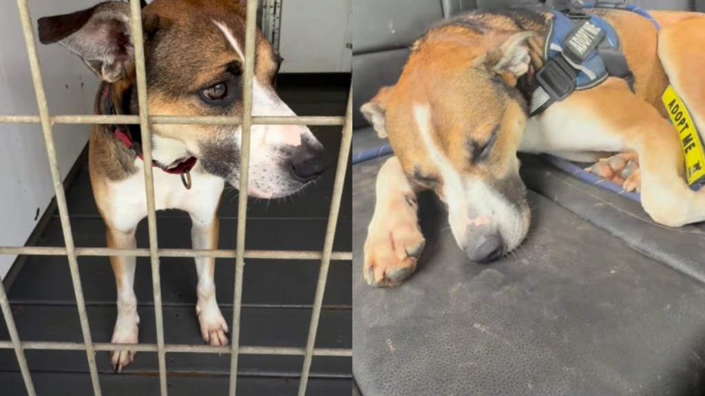 shelter dog video