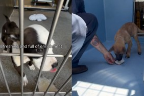 shelter dog video