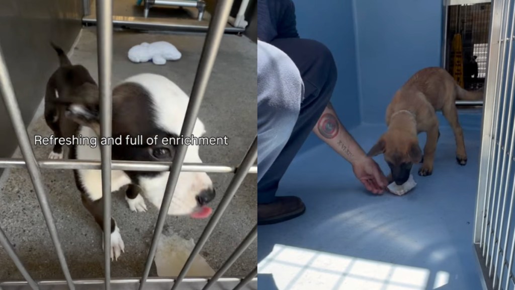 shelter dog video