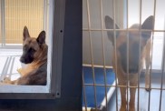 shelter dog video