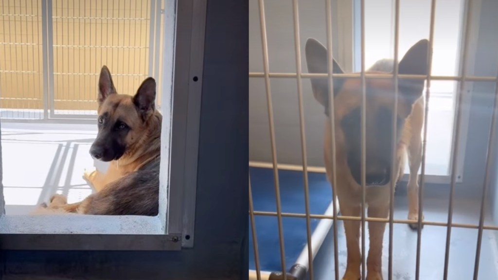 shelter dog video