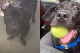 shelter dog video