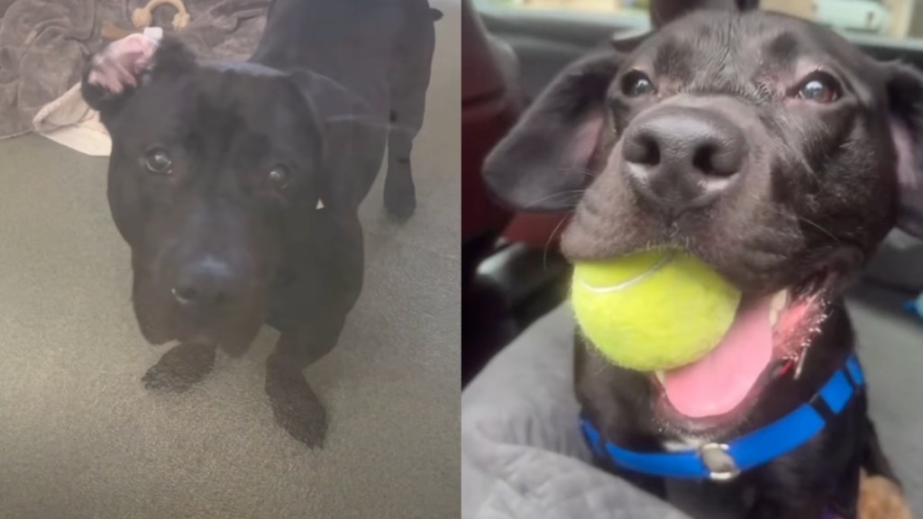 shelter dog video