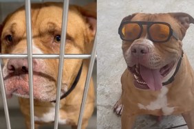 shelter dog