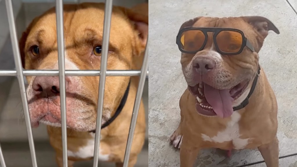 shelter dog