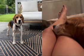 shutdown dog