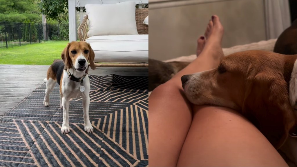 shutdown dog