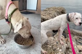 stray dog house humans rescue