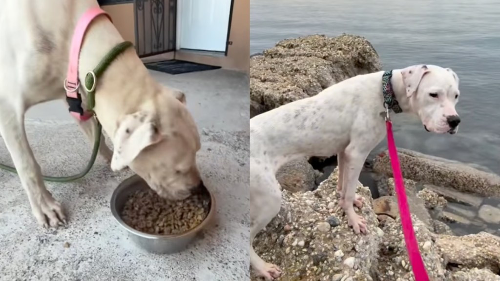 stray dog house humans rescue