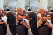 Family Dog Makes Baby Giggle Nonstop With Sweet Little Kisses