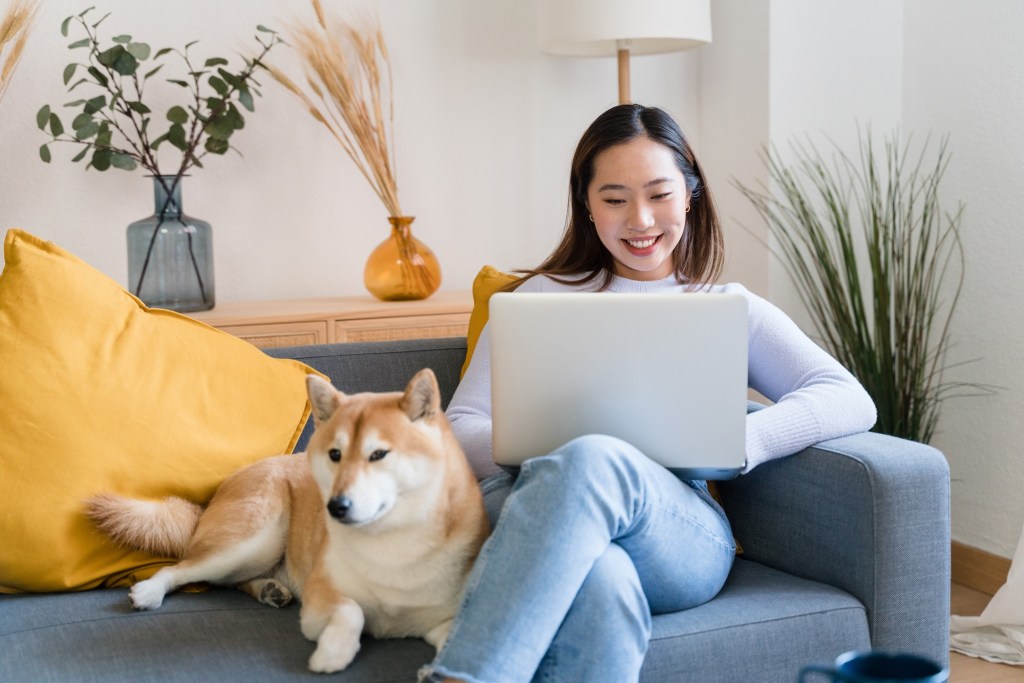 Shiba Inu Relaxing in an apartment, a dog that adapts well to apartment living