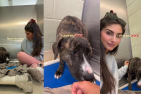 Shelter Dog Cowers in the Corner of Her Kennel Looking Terrified, Until Human Earns Her Trust