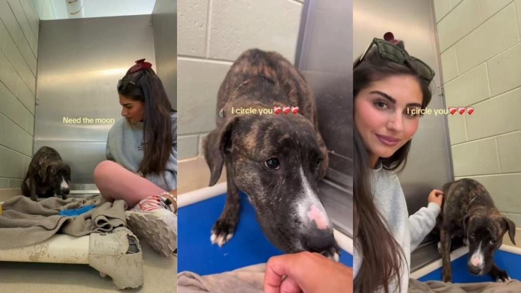 Shelter Dog Cowers in the Corner of Her Kennel Looking Terrified, Until Human Earns Her Trust
