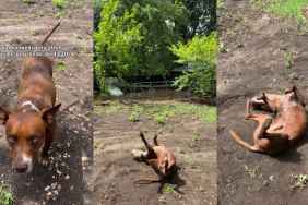 Rescue Dog’s Backyard Mud Roll Says Everything About How He Feels About Long Baths