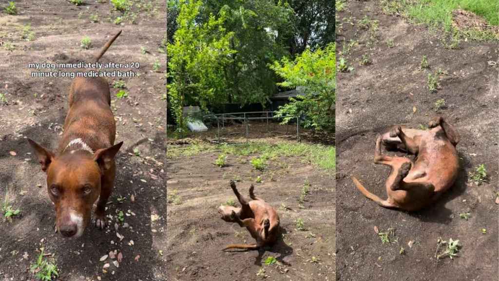 Rescue Dog’s Backyard Mud Roll Says Everything About How He Feels About Long Baths