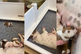 Mama Dog’s Baby Gets Separated From Her, Then Struggles To Find His Way Back Into Her Embrace