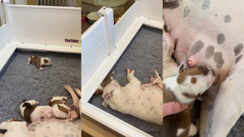 Mama Dog’s Baby Gets Separated From Her, Then Struggles To Find His Way Back Into Her Embrace