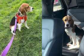 Rescue Dog Once Spent Time Just Staring at a Wall Before a Human Let Him Experience the World