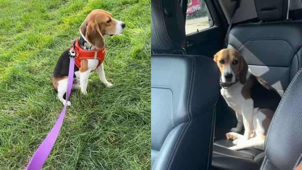 Rescue Dog Once Spent Time Just Staring at a Wall Before a Human Let Him Experience the World