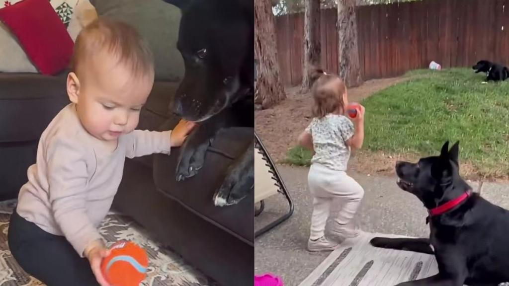 Big Dog Chases Toddler in a Backyard Game That Has Her in Stitches, but It Started Like This