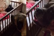 Human Tells Big Dog Not To Wake the Sleeping Baby, but He Throws a Tantrum & Does It Anyway