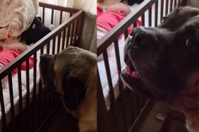 Human Tells Big Dog Not To Wake the Sleeping Baby, but He Throws a Tantrum & Does It Anyway
