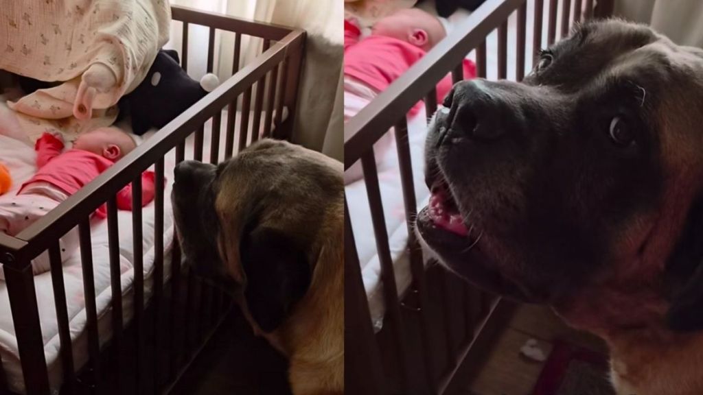Human Tells Big Dog Not To Wake the Sleeping Baby, but He Throws a Tantrum & Does It Anyway