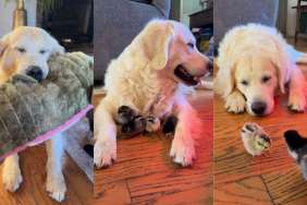 Golden Retriever Happy Snorts Just Before Greeting His ‘Babies,’ Then Does This Next