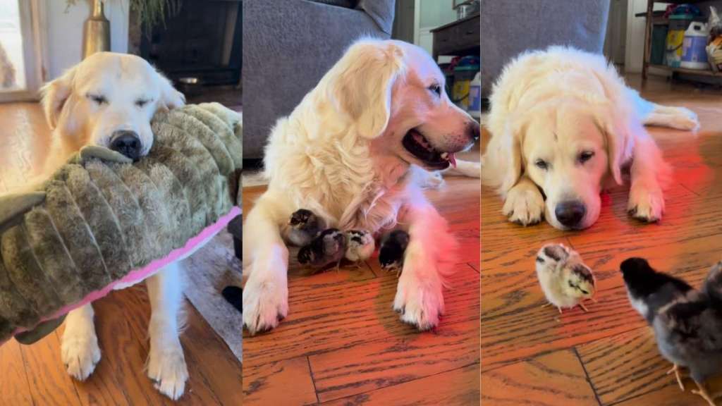 Golden Retriever Happy Snorts Just Before Greeting His ‘Babies,’ Then Does This Next