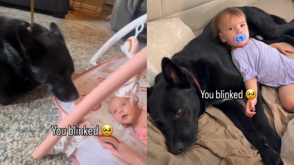 Family Dog Has Been by Baby’s Side Since Day One
