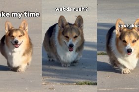 Dog Immediately Slows His Walk the Second He Realizes It's Time to Leave the Park