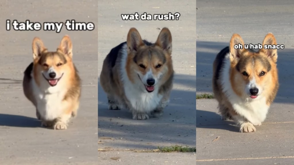 Dog Immediately Slows His Walk the Second He Realizes It's Time to Leave the Park